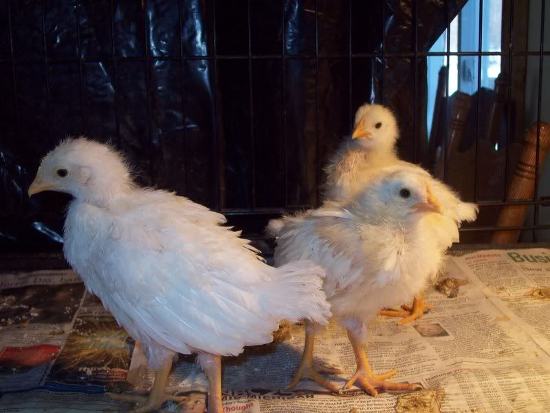 3weekoldbabies001.jpg