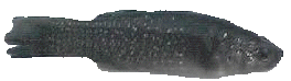 phminow1.gif