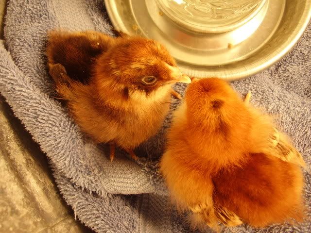 chickenmonday002.jpg
