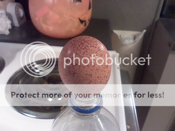 speckledegg1.jpg