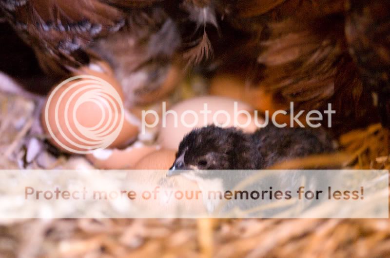 0806babychick001.jpg