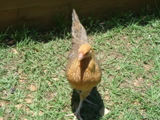 kaliaandchicks058.jpg