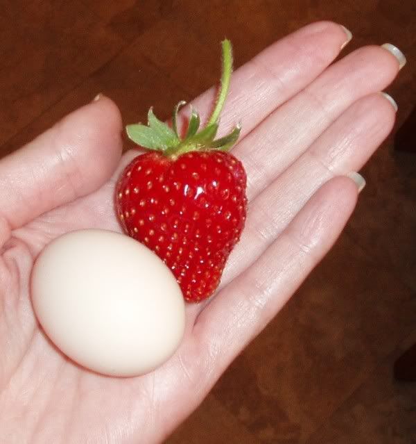 eggandstrawberry09.jpg