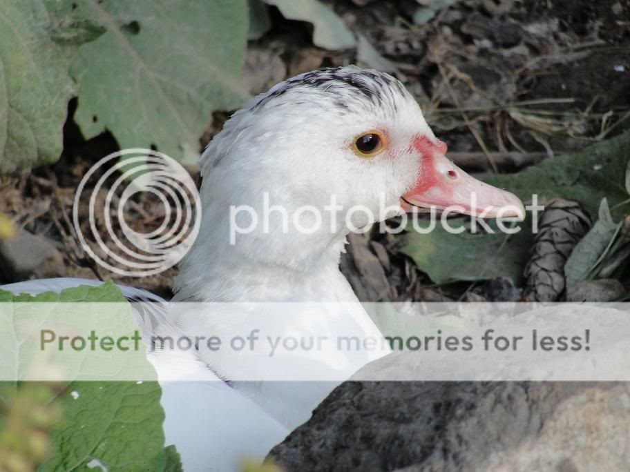 Duckhead.jpg