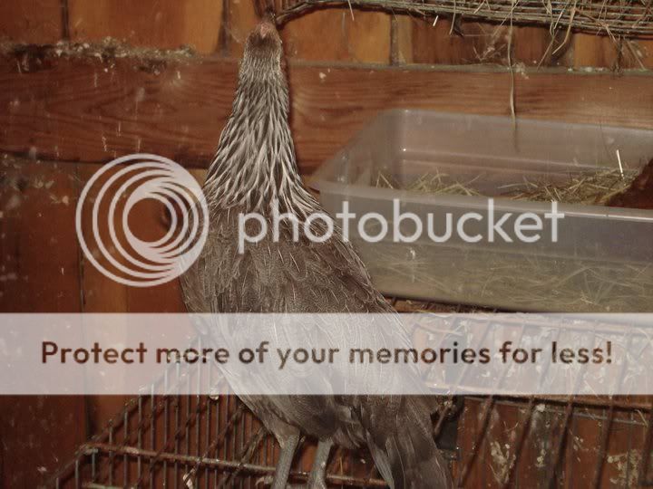 pullet1.jpg