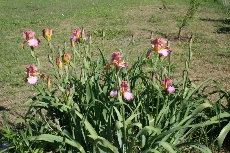 peach_irises.jpg