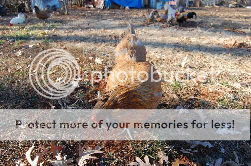 Val-DayPets065.jpg
