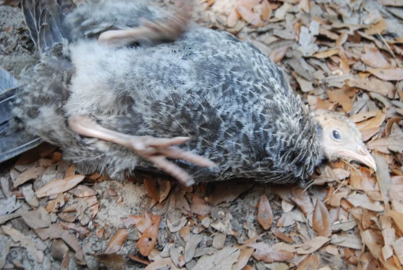 rollover.jpg
