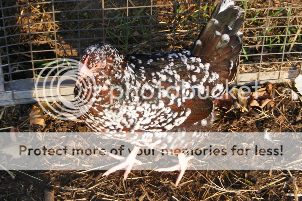 2011_1111Chickens0073.jpg