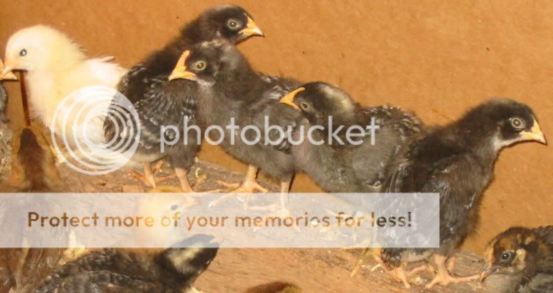 Marans.jpg