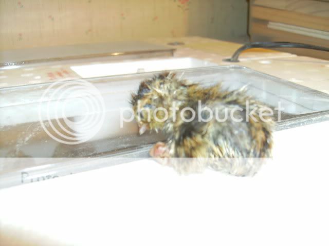 miraclequail.jpg