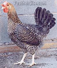 CrelePenedesencaHEN.jpg