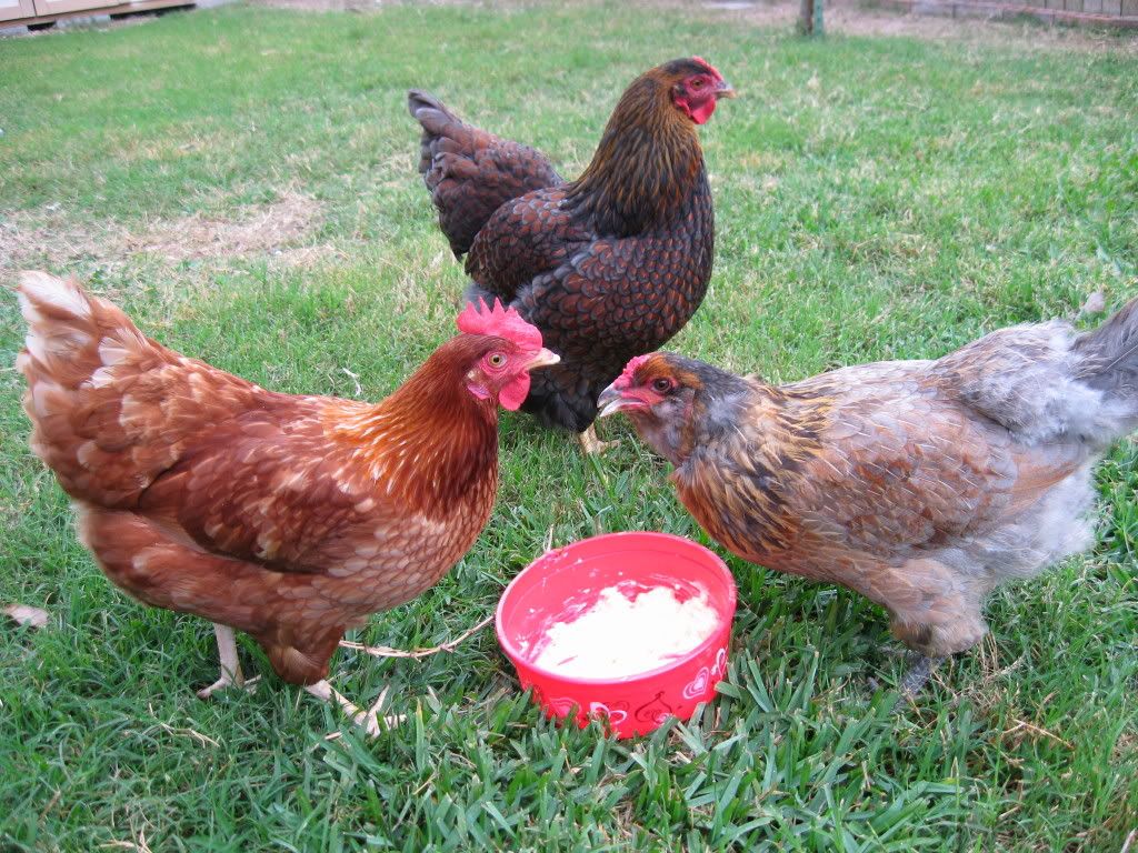 chickens058.jpg