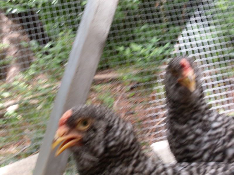 SDC10484.jpg