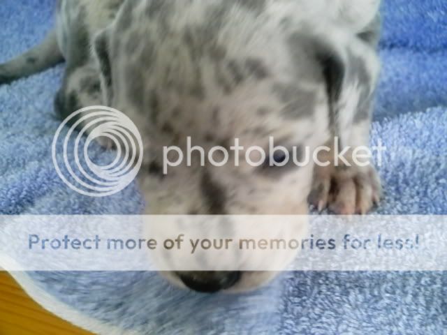 pups3004.jpg