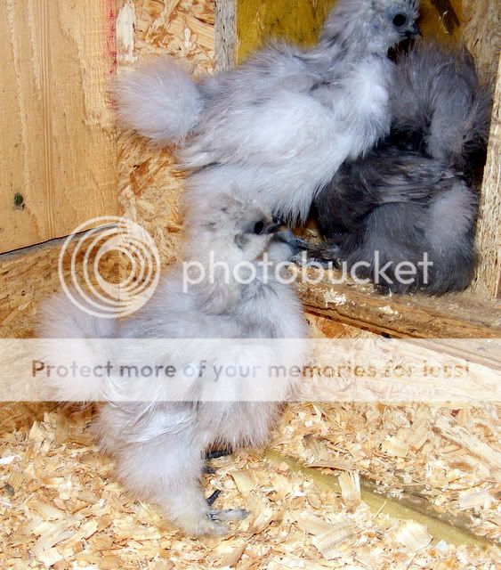 chicks020.jpg
