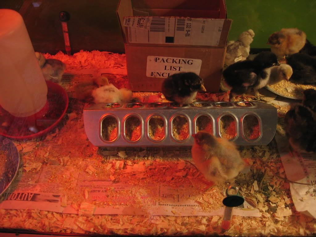 Chicks038.jpg