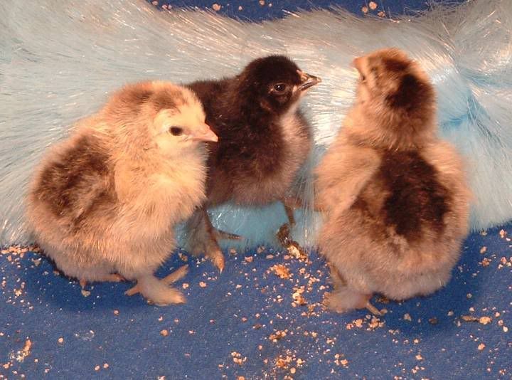 FirstFlockchicks8Mar08.jpg
