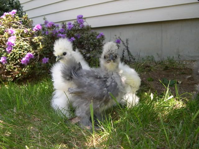 DSCN1575.jpg
