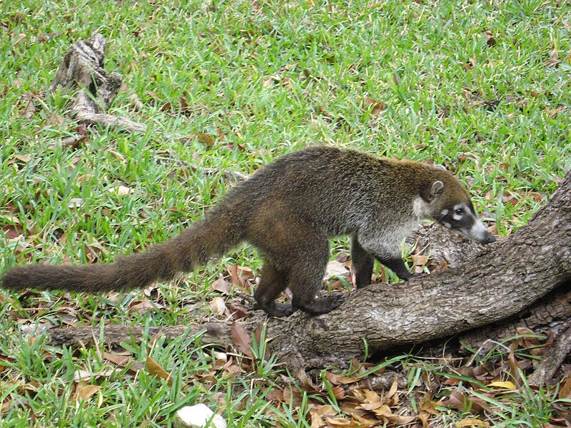 800px-MexicanCoati.jpg