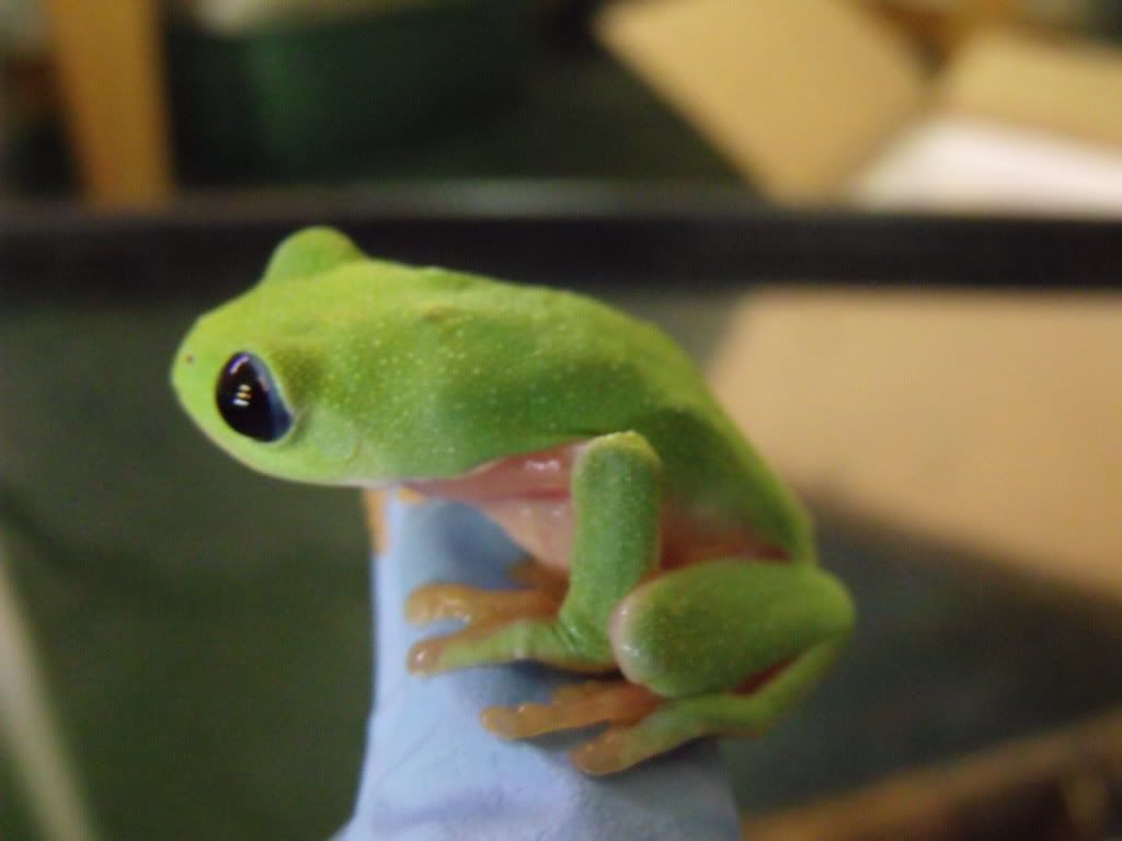 2011_0419leosdeadfrogs0023.jpg