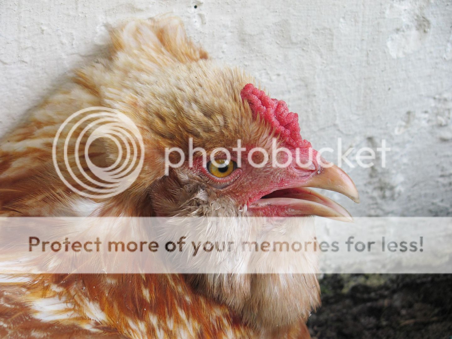 Chickenupdate029.jpg