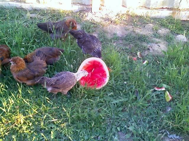 watermelon.july07.jpg