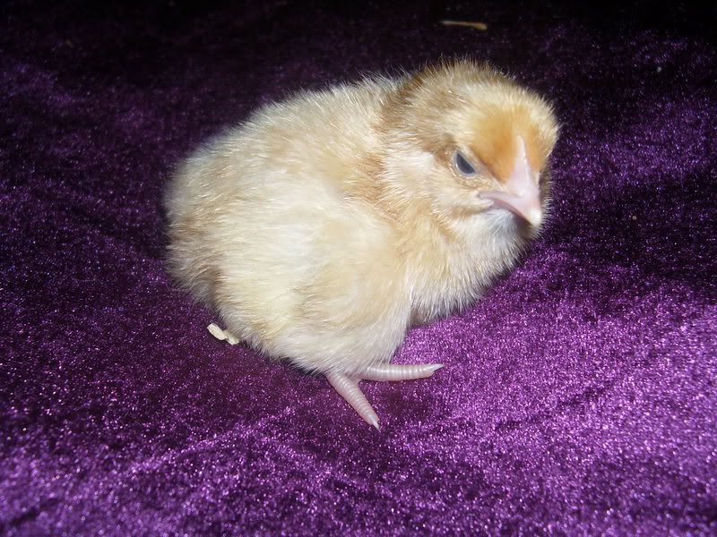 Chicks016.jpg