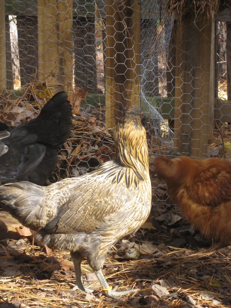 newchickens009.jpg