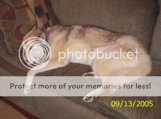 pets003.jpg