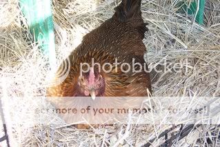 DogDucksBroodyHen004.jpg