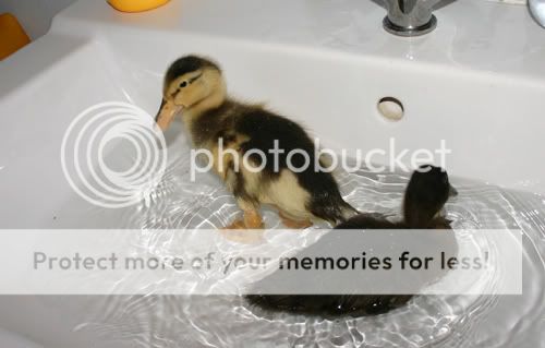 splash.jpg
