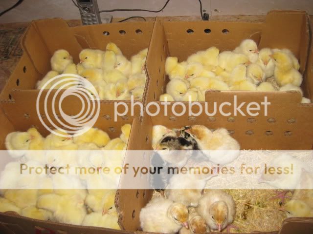 easter045.jpg