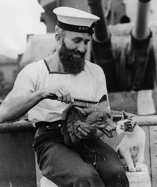 sailor%20cat%20fox.jpg