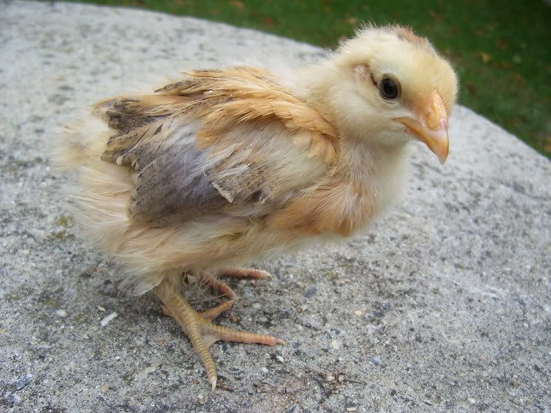 chicks11-20-07010.jpg