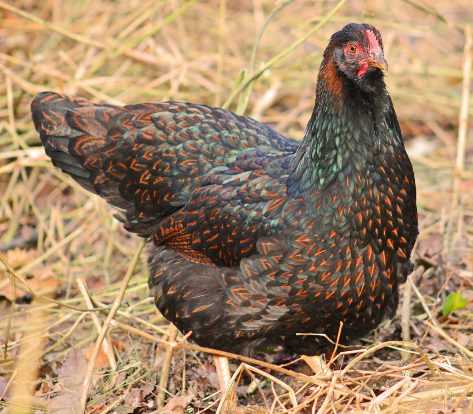 gertie.jpg