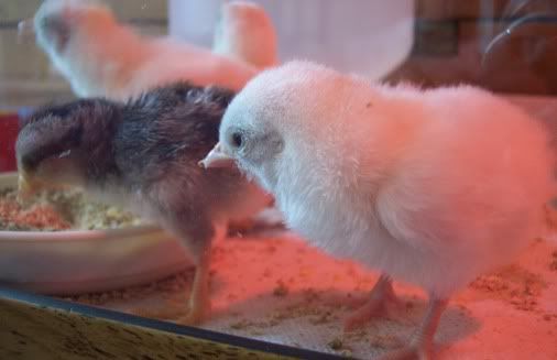chicks2.jpg