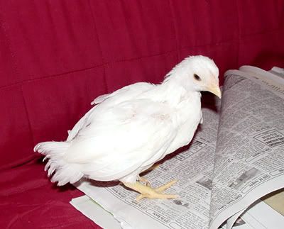 Opal2.jpg
