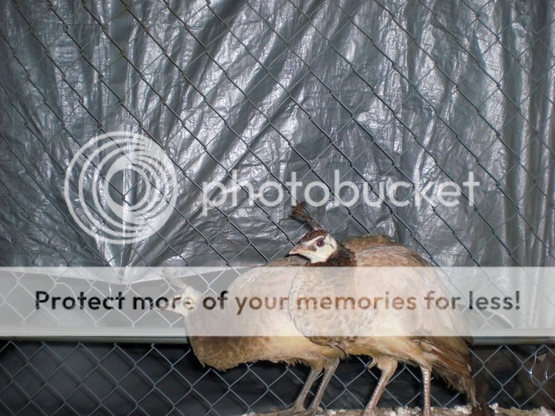 peacocks006.jpg