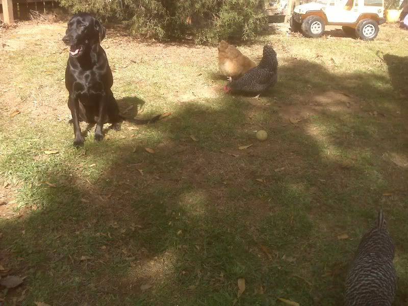 carlynchickens2.jpg