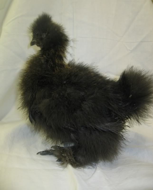 chicksfeb2010011.jpg