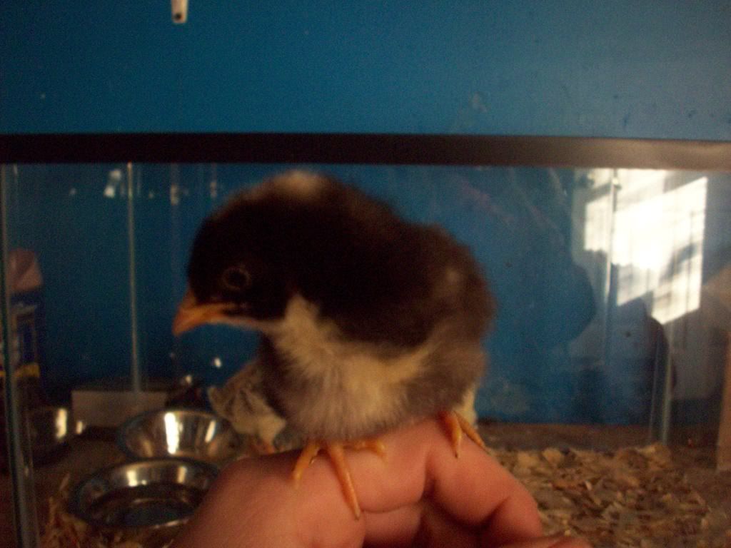 Chickens050.jpg