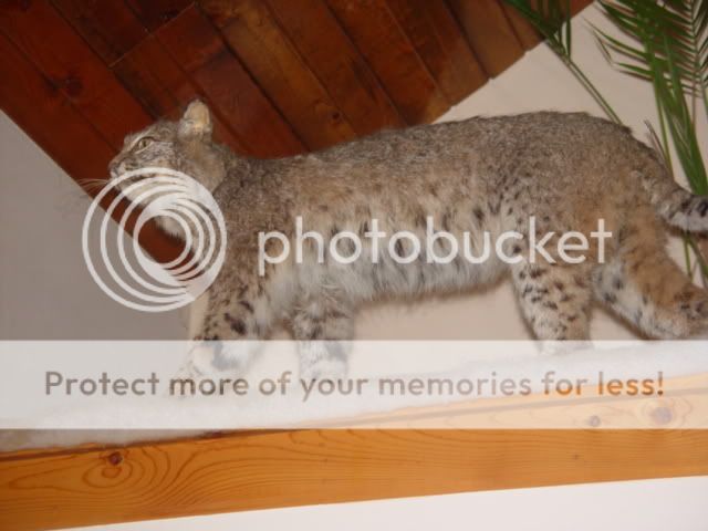 bobcat.jpg