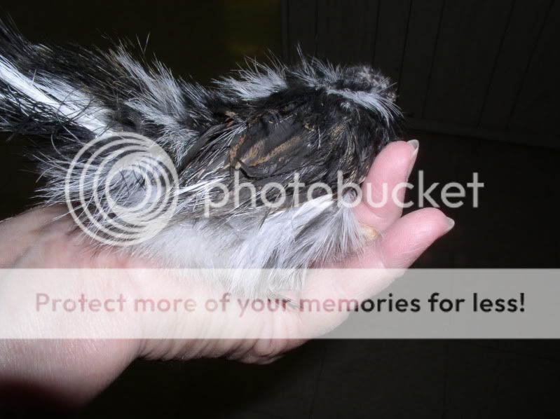 chocchick928004.jpg