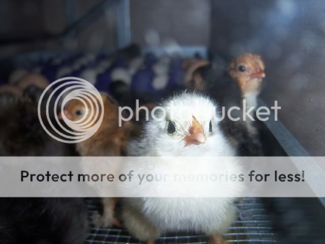 babychicks1-31-09051.jpg