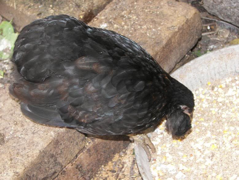 TufedBlackHen.jpg