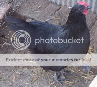 chickens002-1.jpg