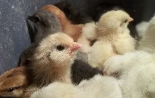 Chickens1-10074.jpg