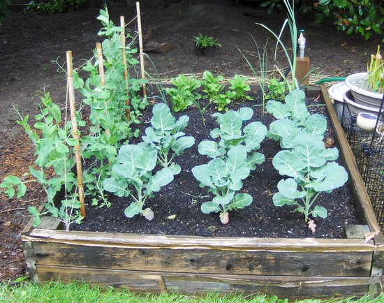 4x6-raised-bed.jpg
