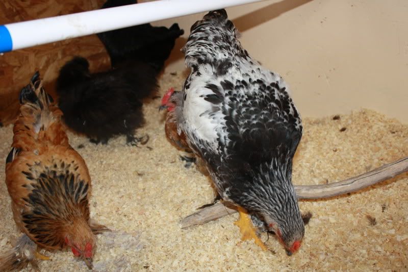 Chickens2041.jpg